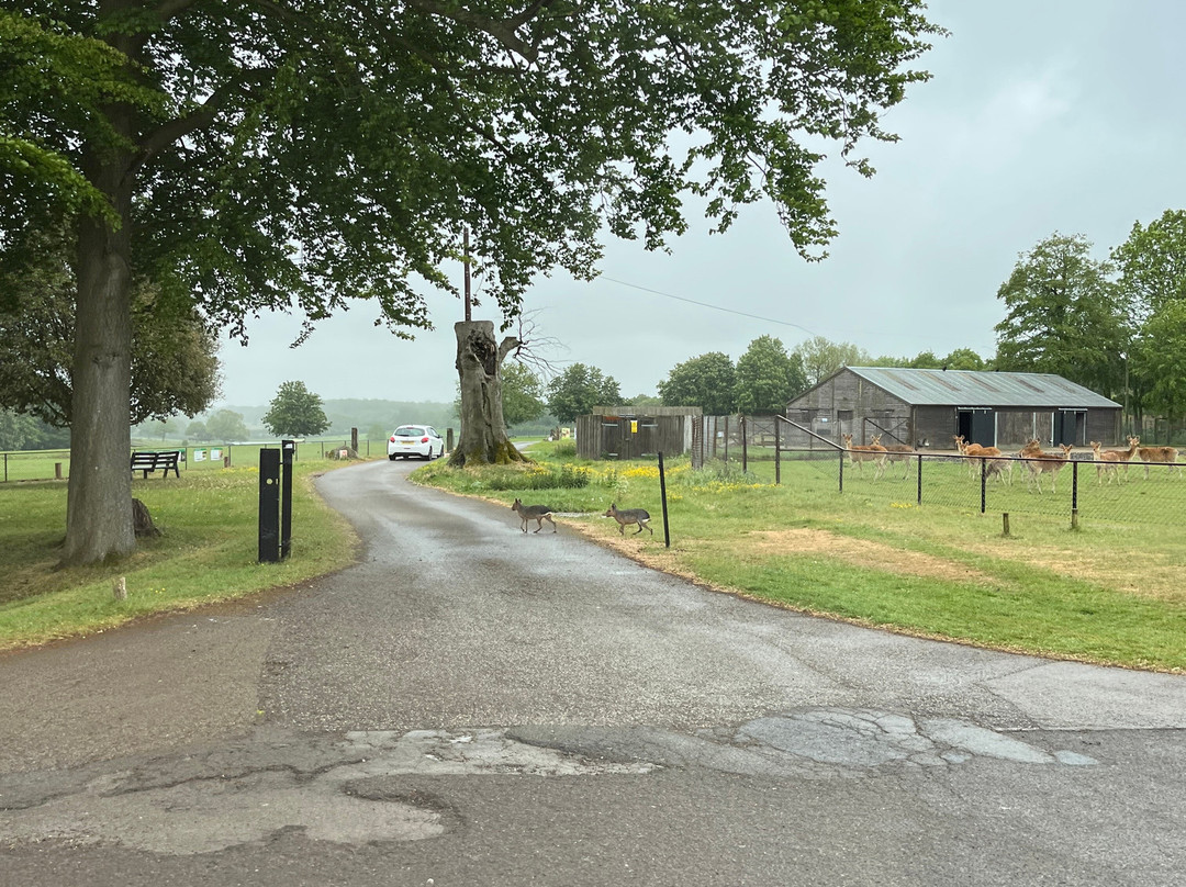 Whipsnade Zoo-邓斯特布尔必去景点