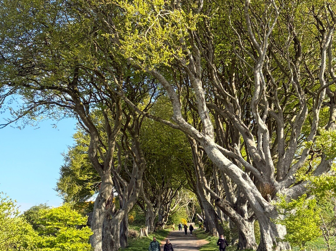 The Dark Hedges-巴利马尼必去景点
