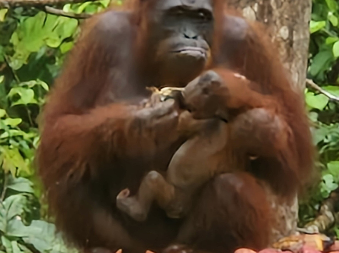 Orangutan Houseboat Tour-Kumai必去景点