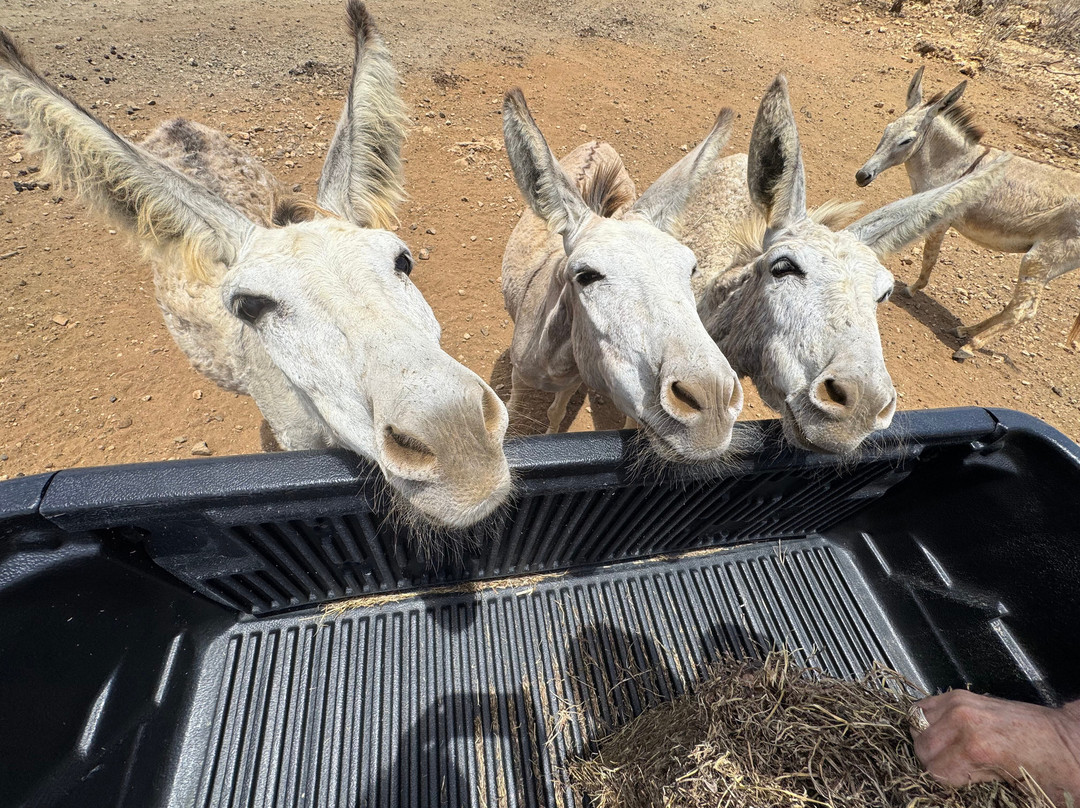 Donkey Sanctuary Bonaire-博奈尔岛必去景点