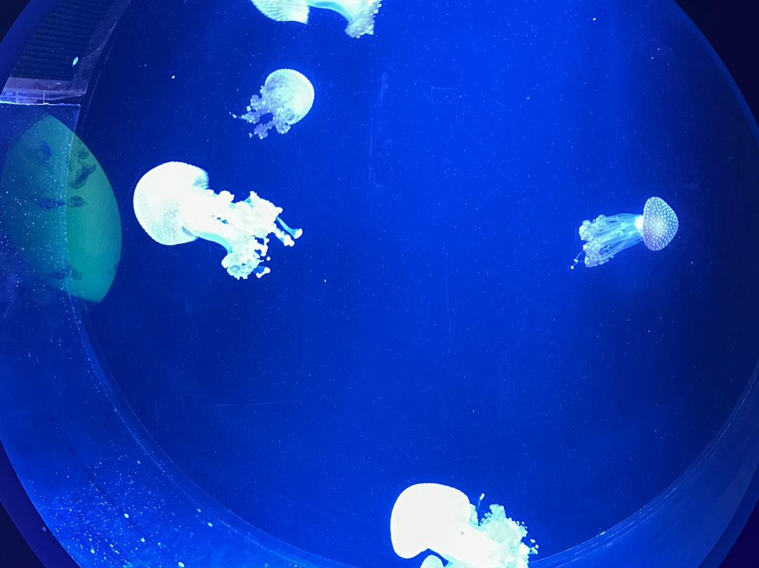 Sea Life Scarborough-斯卡伯勒必去景点