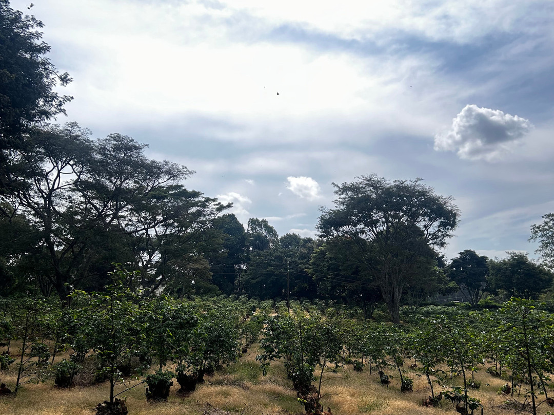 Fairview Coffee Estate-内罗毕必去景点