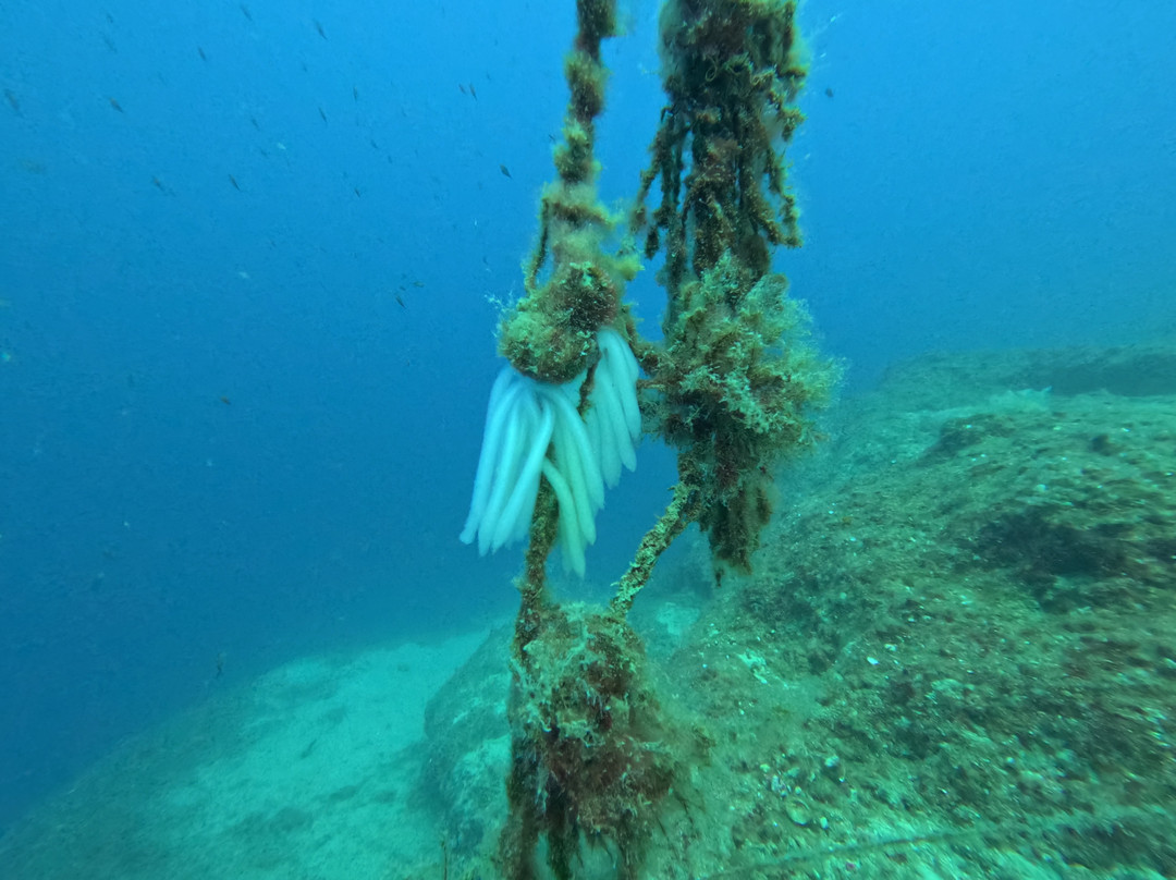 Porto Heli Scuba Club-Porto Heli必去景点