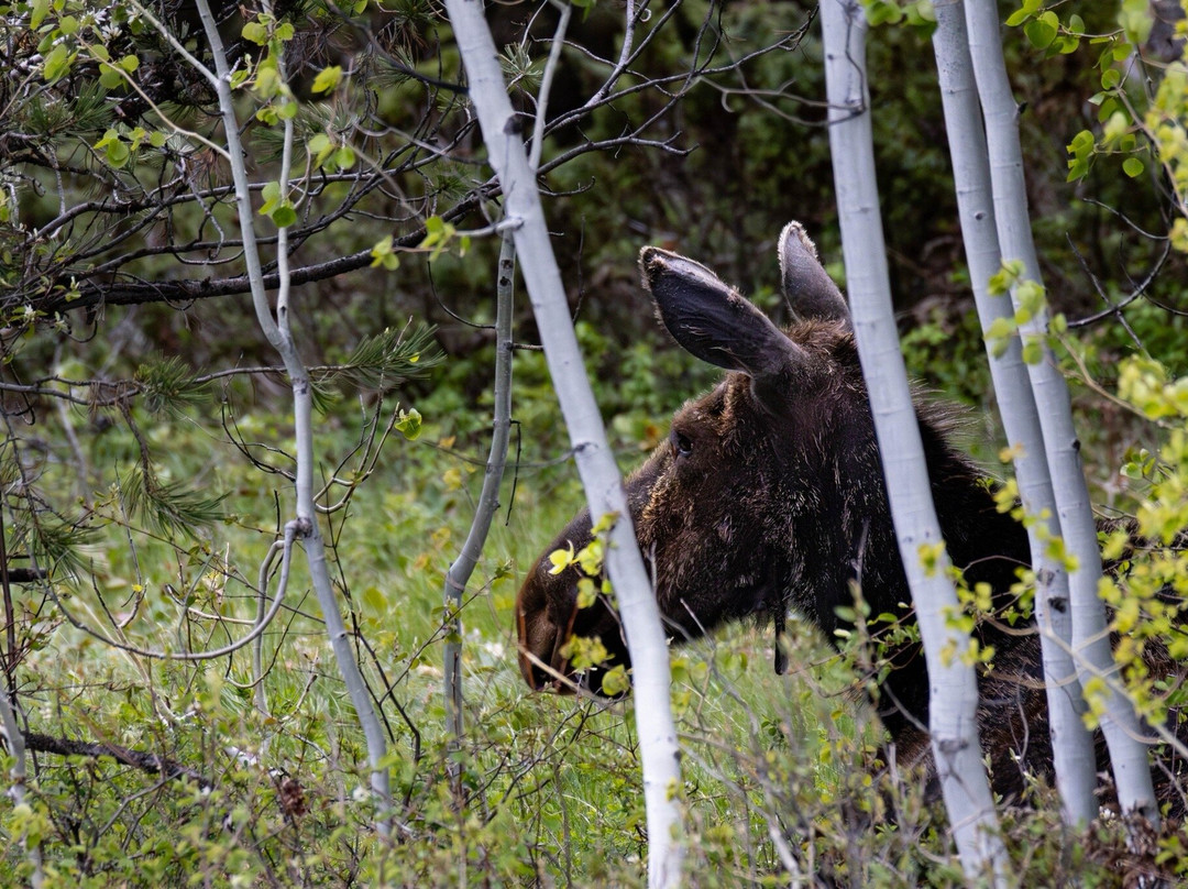 BrushBuck Wildlife Tours-杰克逊必去景点