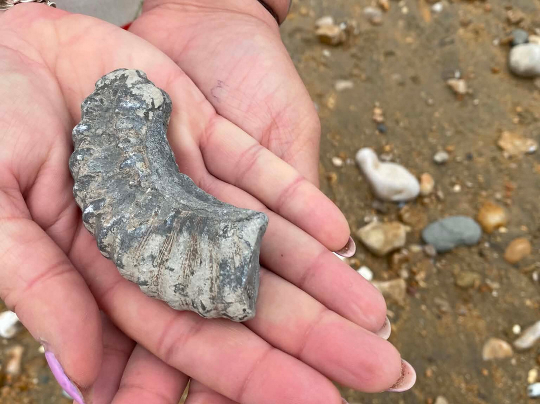 Jurassic Coast Guides-Charmouth必去景点