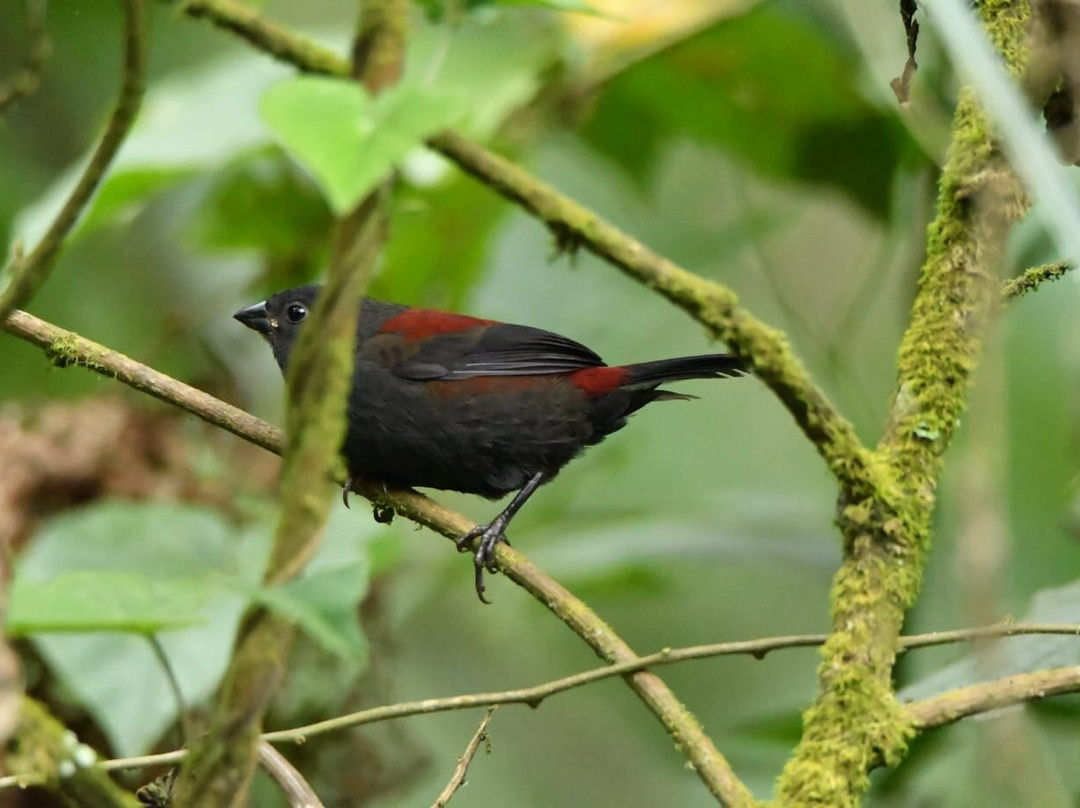 Bird Guide Rushaga-Bugambira必去景点
