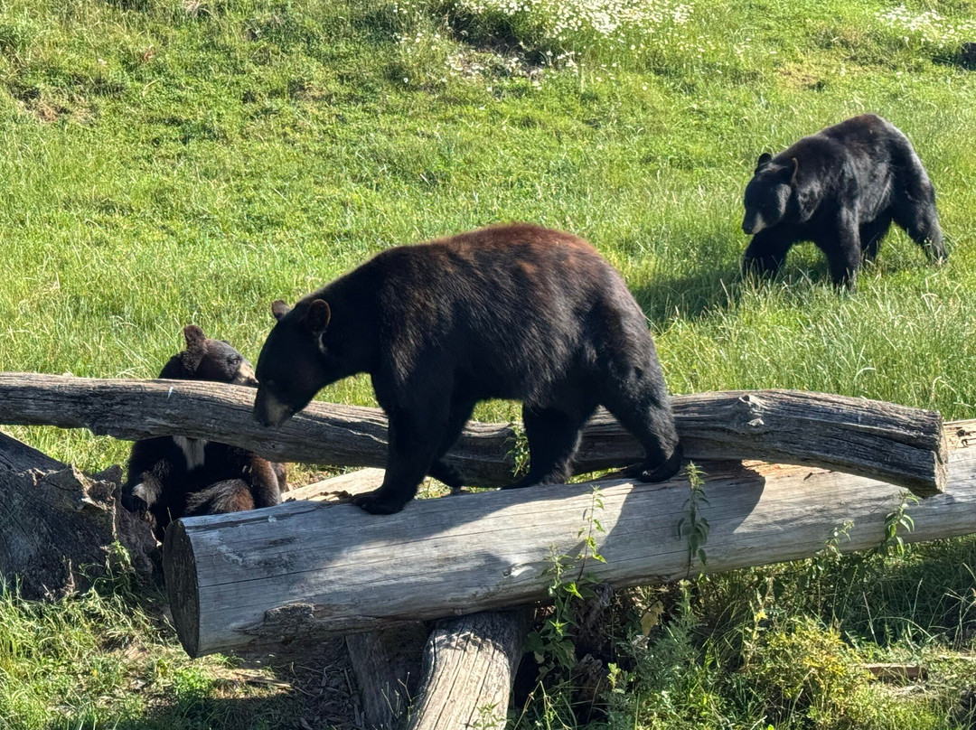 Parc Animalier De Sainte-croix-Rhodes必去景点