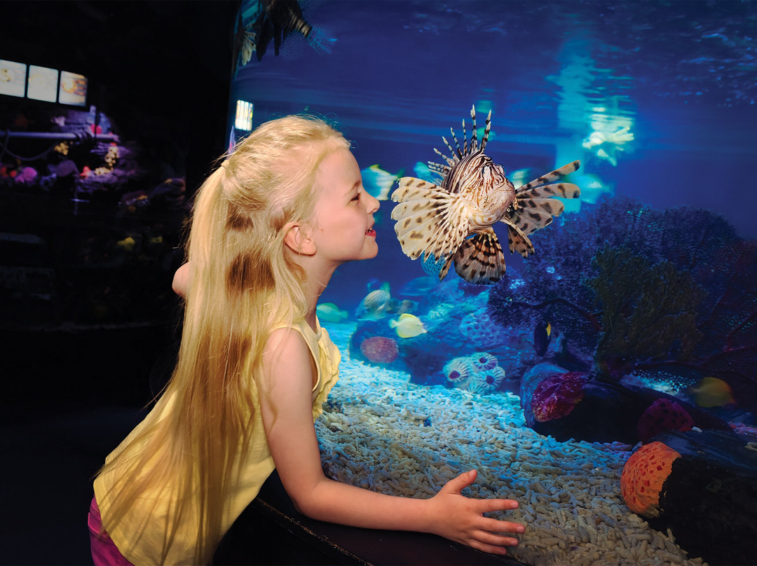 SEA LIFE Aquarium-卡尔斯巴德必去景点