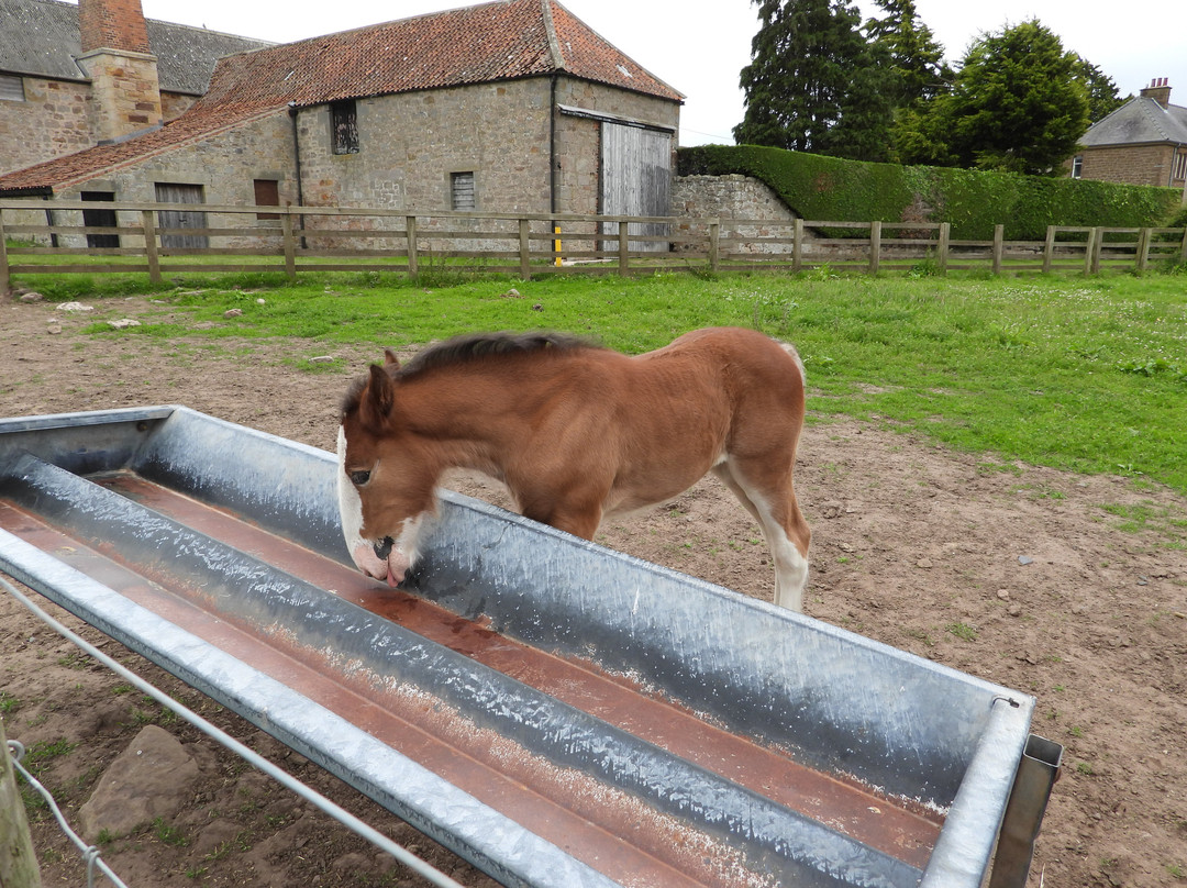 Hay Farm Heavy Horse Centre-特威德河畔贝里克必去景点