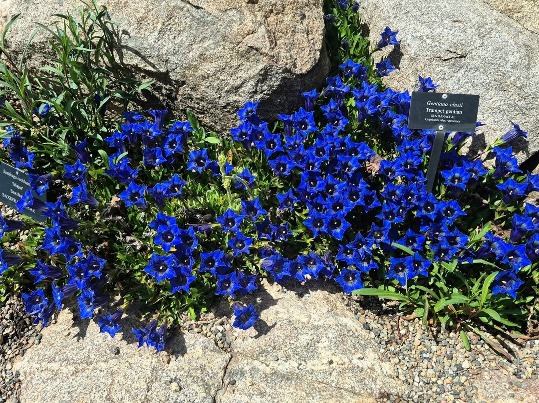 Betty Ford Alpine Gardens-韦尔必去景点