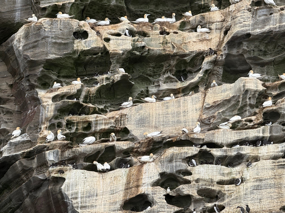 Shetland Seabird Tours - The Noss Boat-Lerwick必去景点