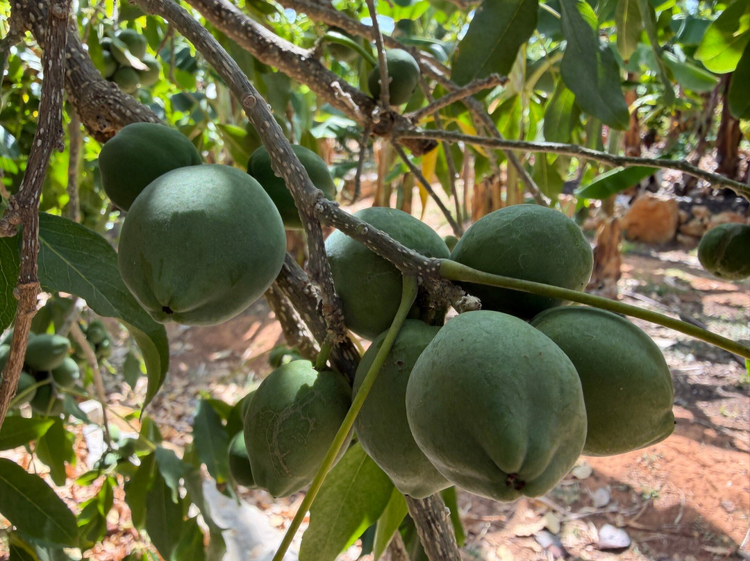 Orchard Of Flavours Botanical Garden-Luz de Tavira必去景点