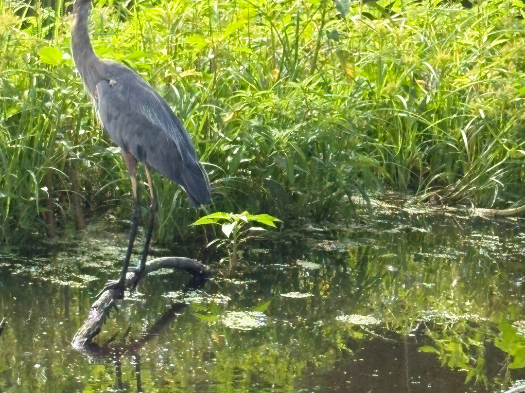 Tom and Jerry's Airboat Tours-Lake Panasoffkee必去景点