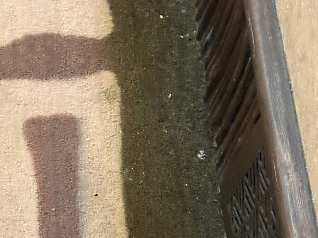 迪士尼动物王国小屋主图