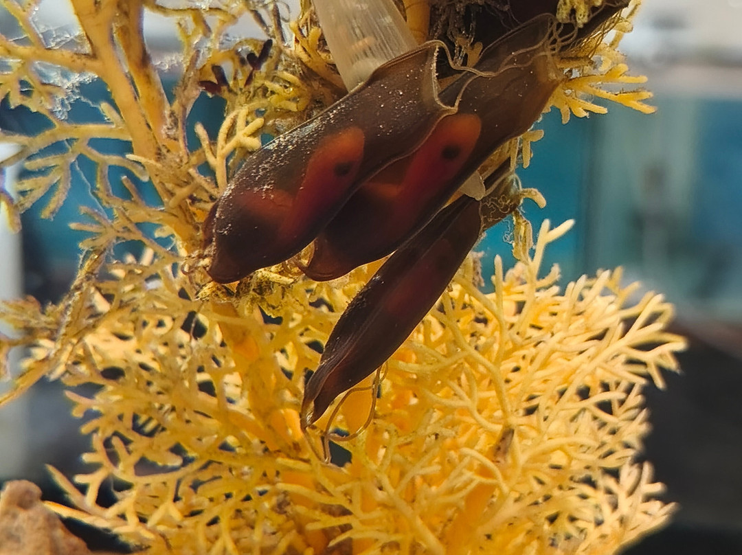 Aquarium Mondo Marino-马萨马里蒂马必去景点
