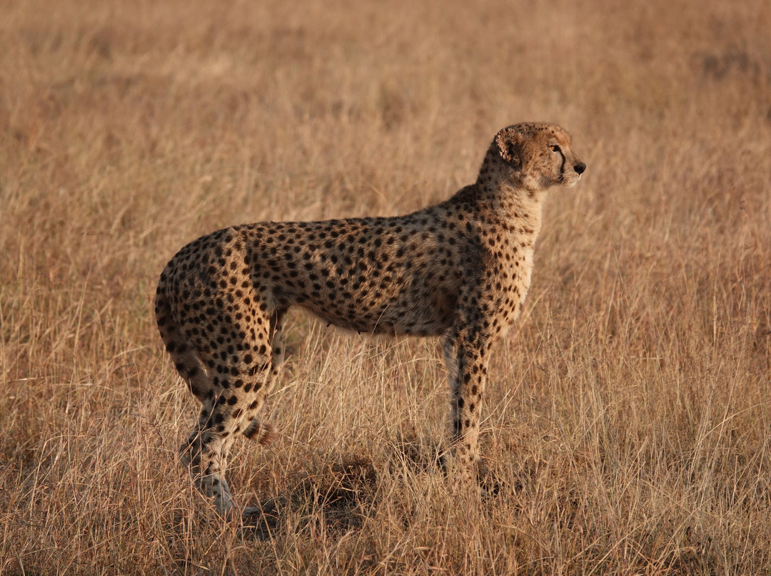Unlimited Expeditions - The Soul Of Tanzania-阿鲁沙必去景点