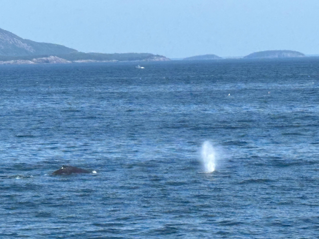 Bar Harbor Whale Watch Co.-巴港必去景点