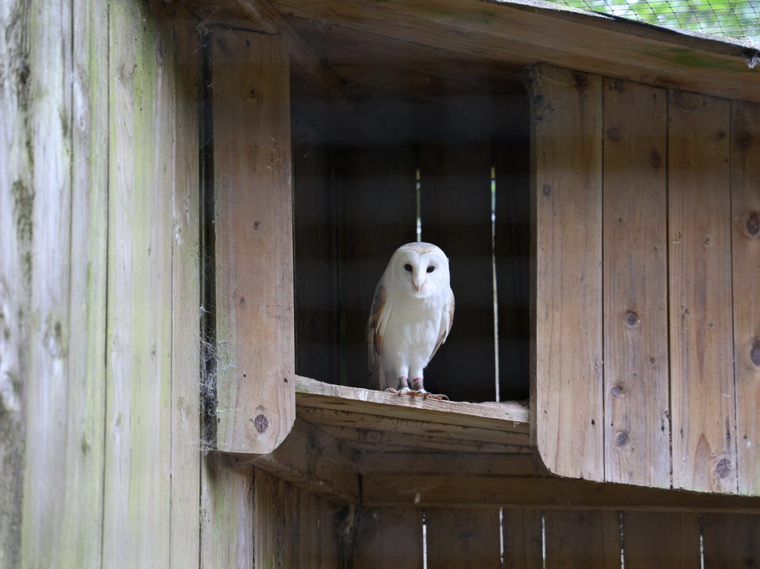World of Owls-Randalstown必去景点
