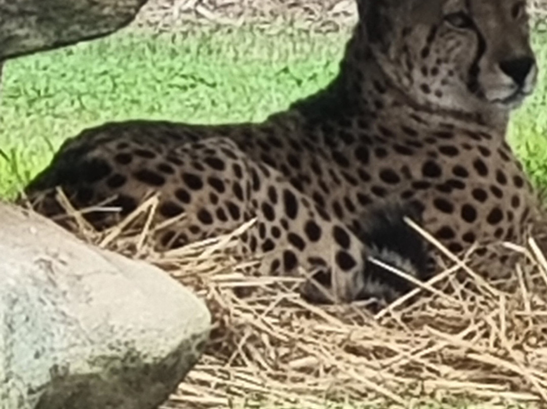 Taronga Western Plains Zoo-达博必去景点