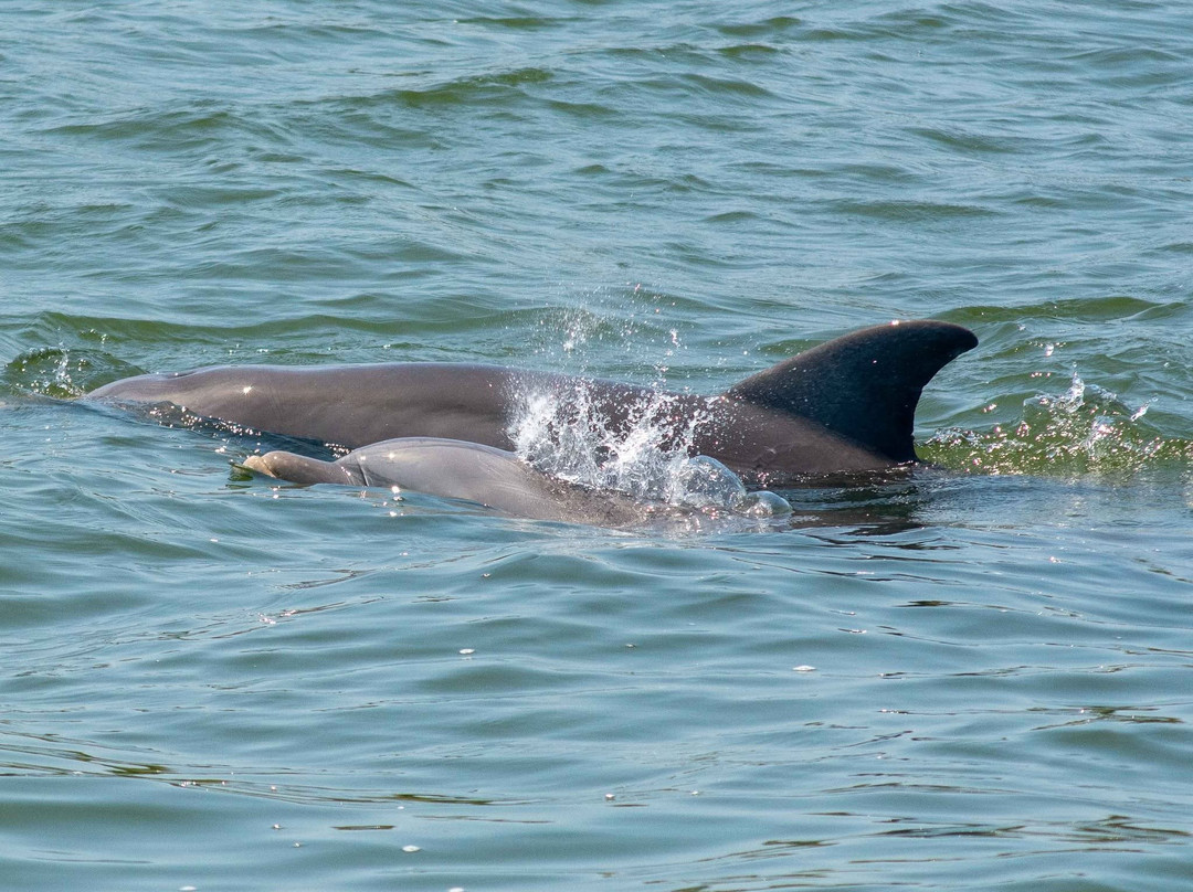 Paradise Dolphin Cruises-Wanchese必去景点