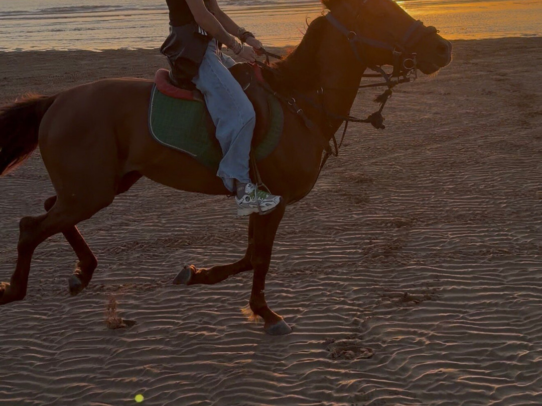 Essaouira Horse-索维拉必去景点