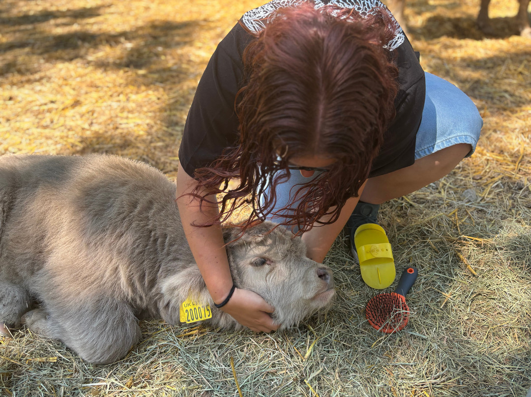 Rhosyn Farm Highland Cattle Experiences-Barton under Needwood必去景点