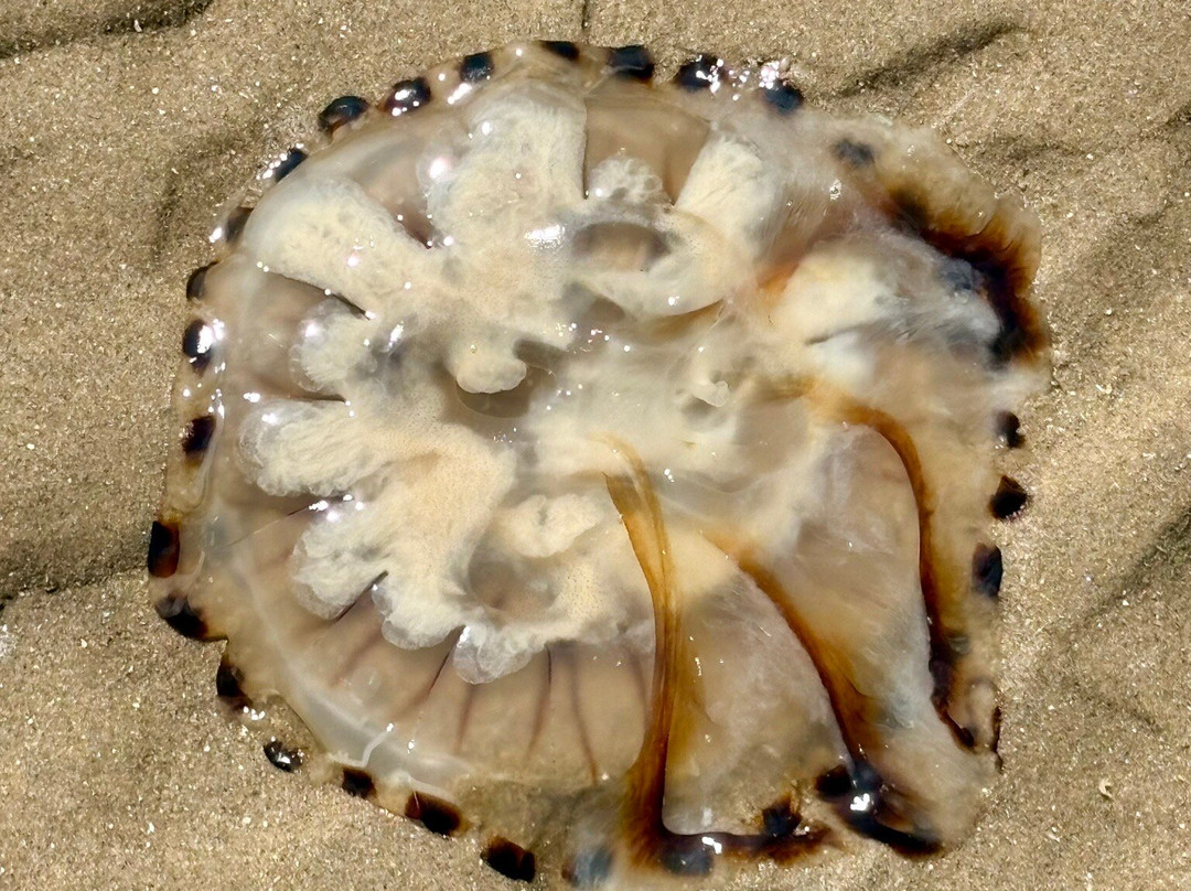 Talacre Beach-Talacre必去景点