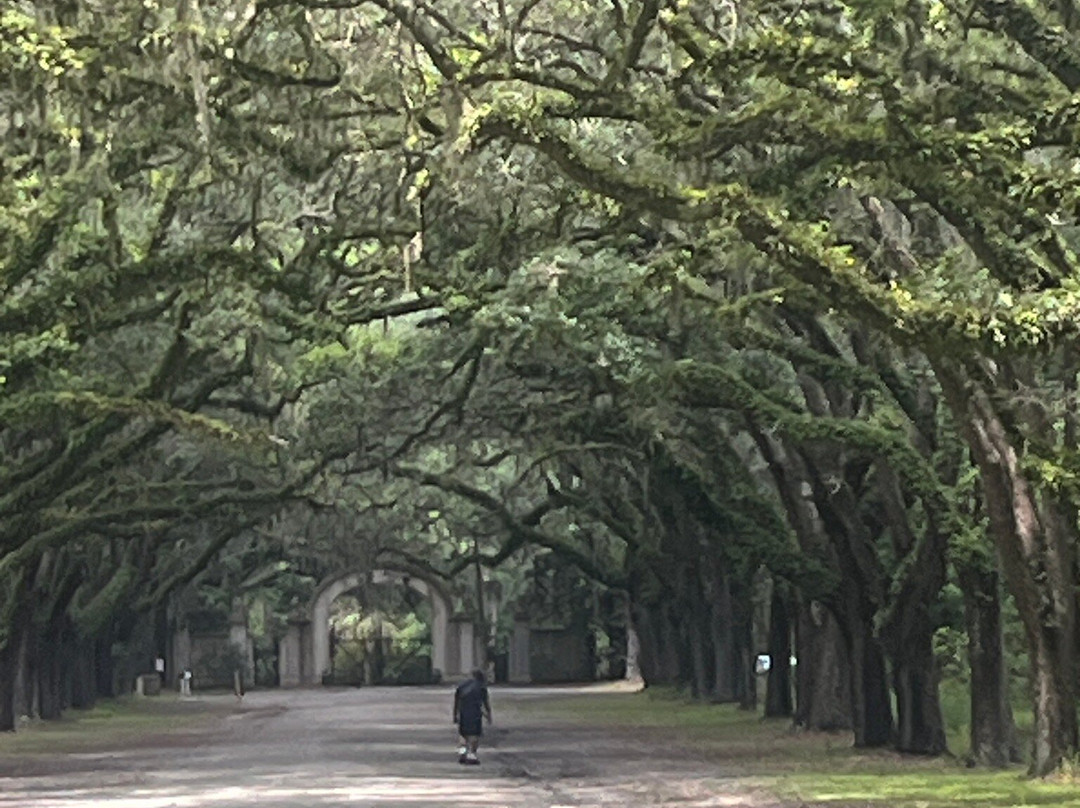 Wormsloe Historic Site-萨凡纳必去景点