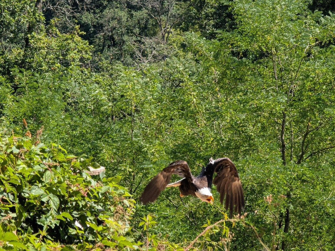 Greifvogelpark-萨尔堡必去景点