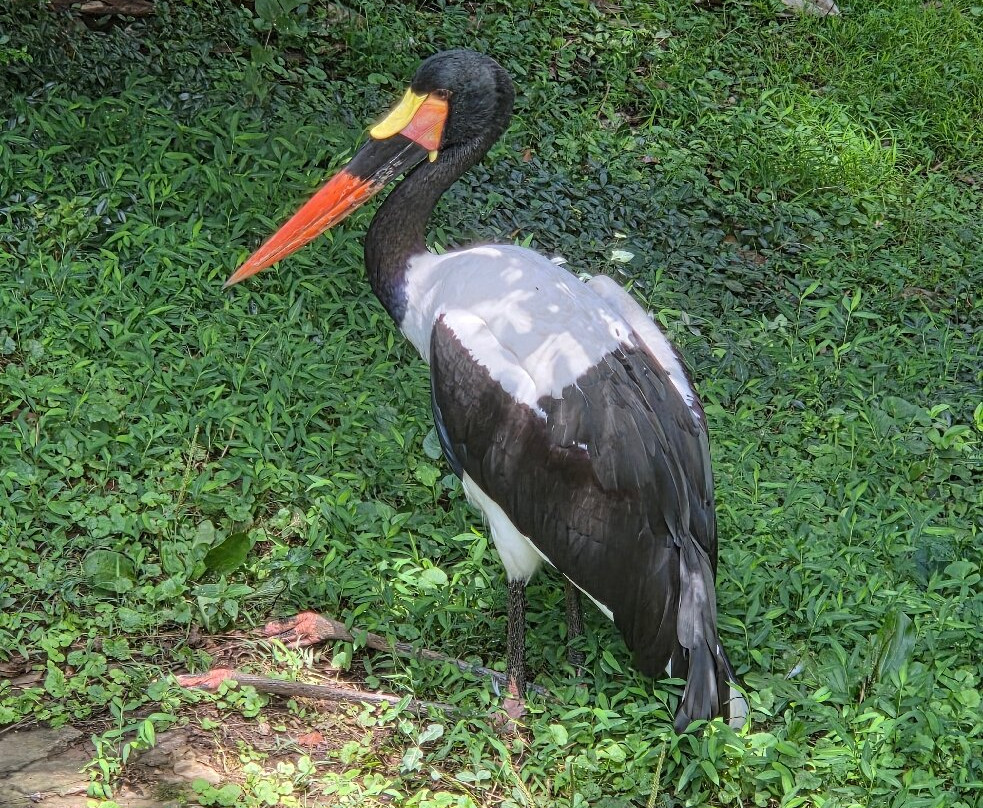Nashville Zoo-纳什维尔必去景点