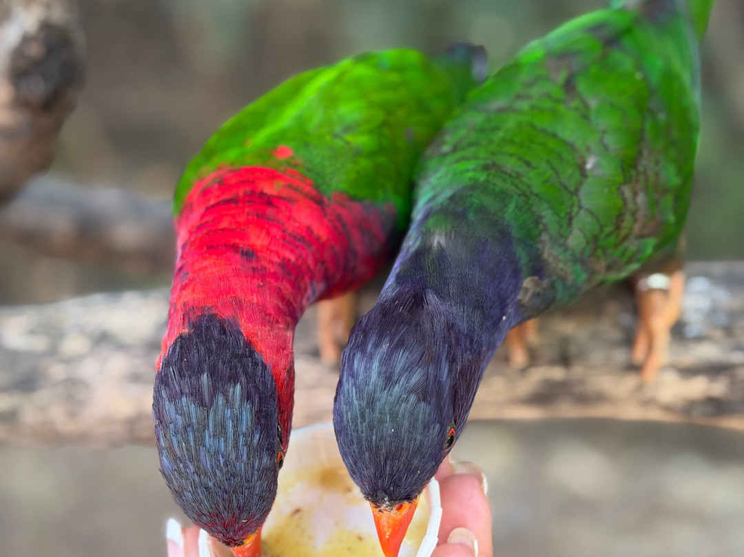 Tanganyika Wildlife Park-Goddard必去景点