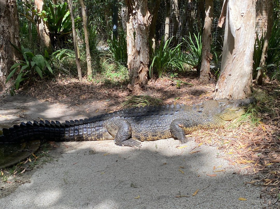 Hartley's Crocodile Adventures-Wangetti必去景点