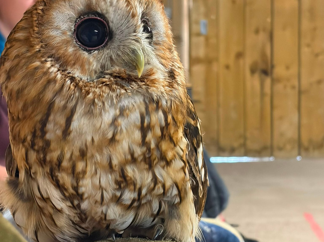 ARD Birds of Prey-Rosliston必去景点