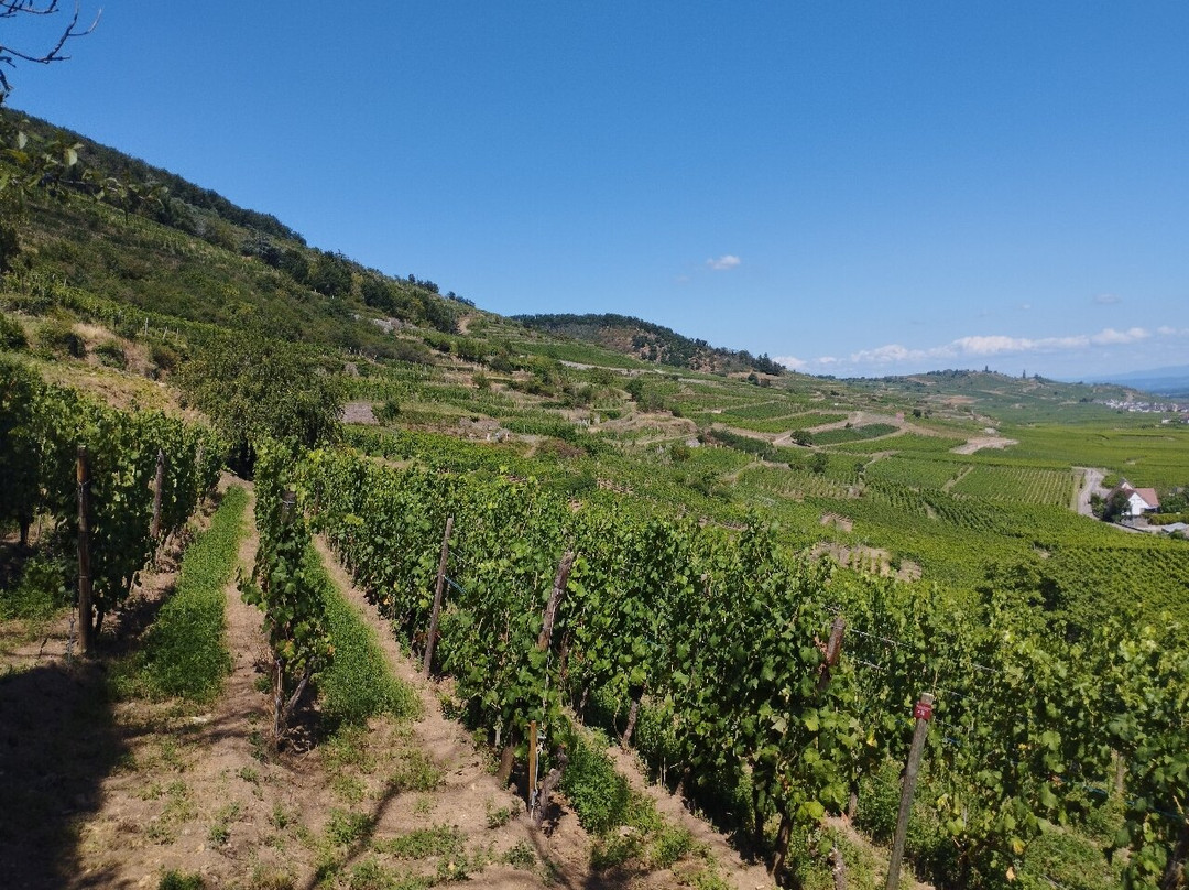 Route des Vins d'Alsace-科尔马必去景点
