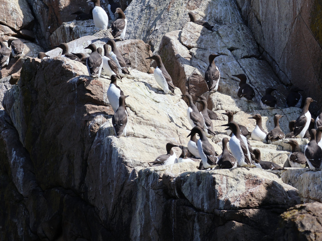 Saltee Islands-Kilmore Quay必去景点