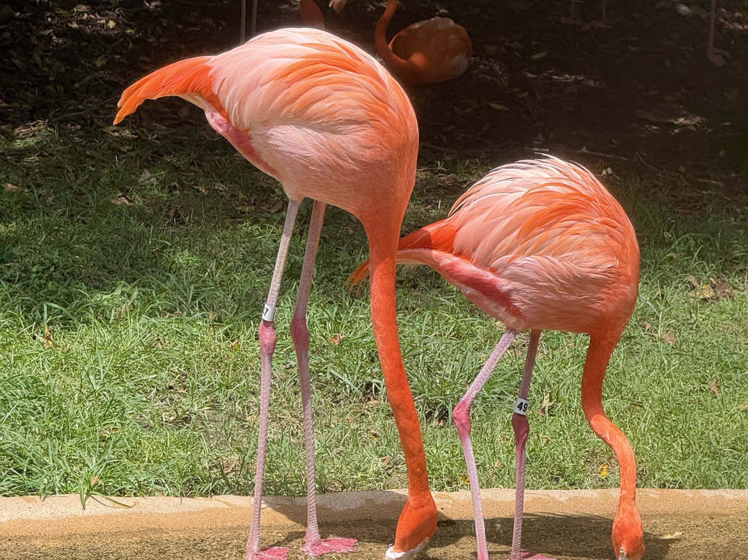 Nashville Zoo-纳什维尔必去景点
