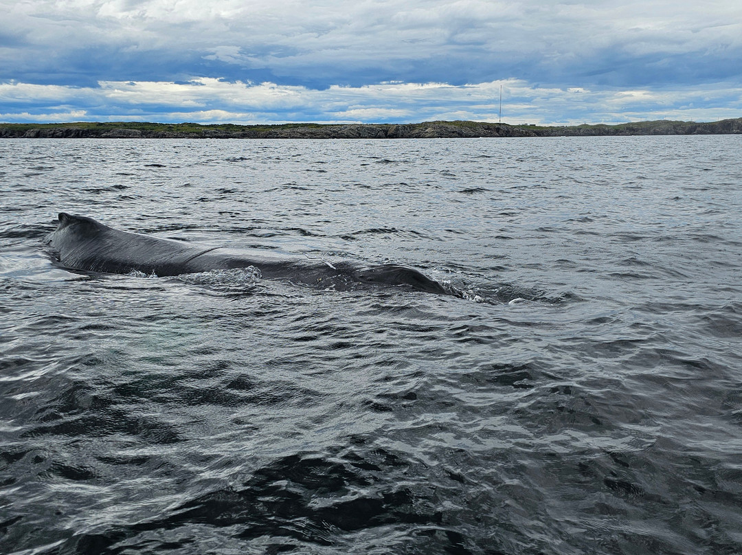Seas the Day Boat Tours-Bonavista必去景点