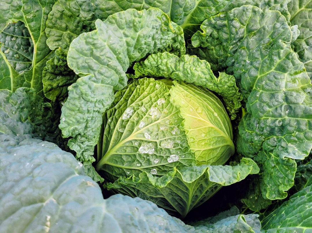 Hallock's U-Pick Farm-New Egypt必去景点