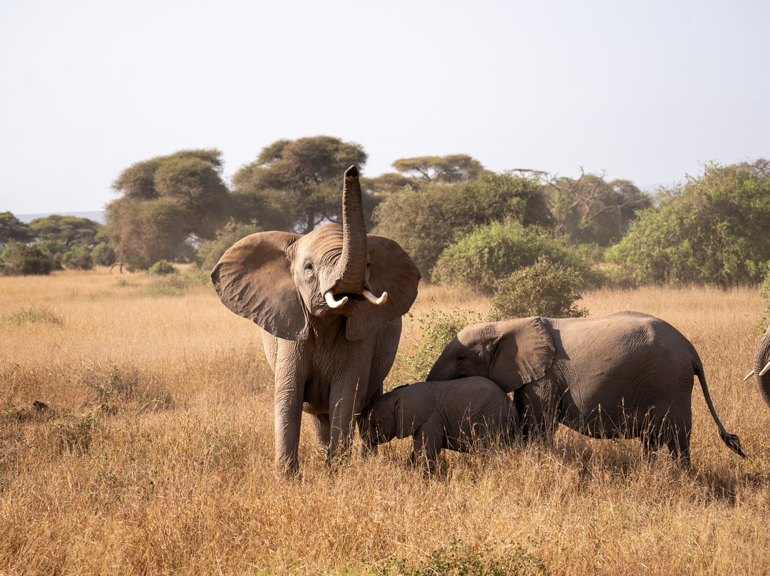 Rockland Kenya Safaris-蒙巴萨必去景点