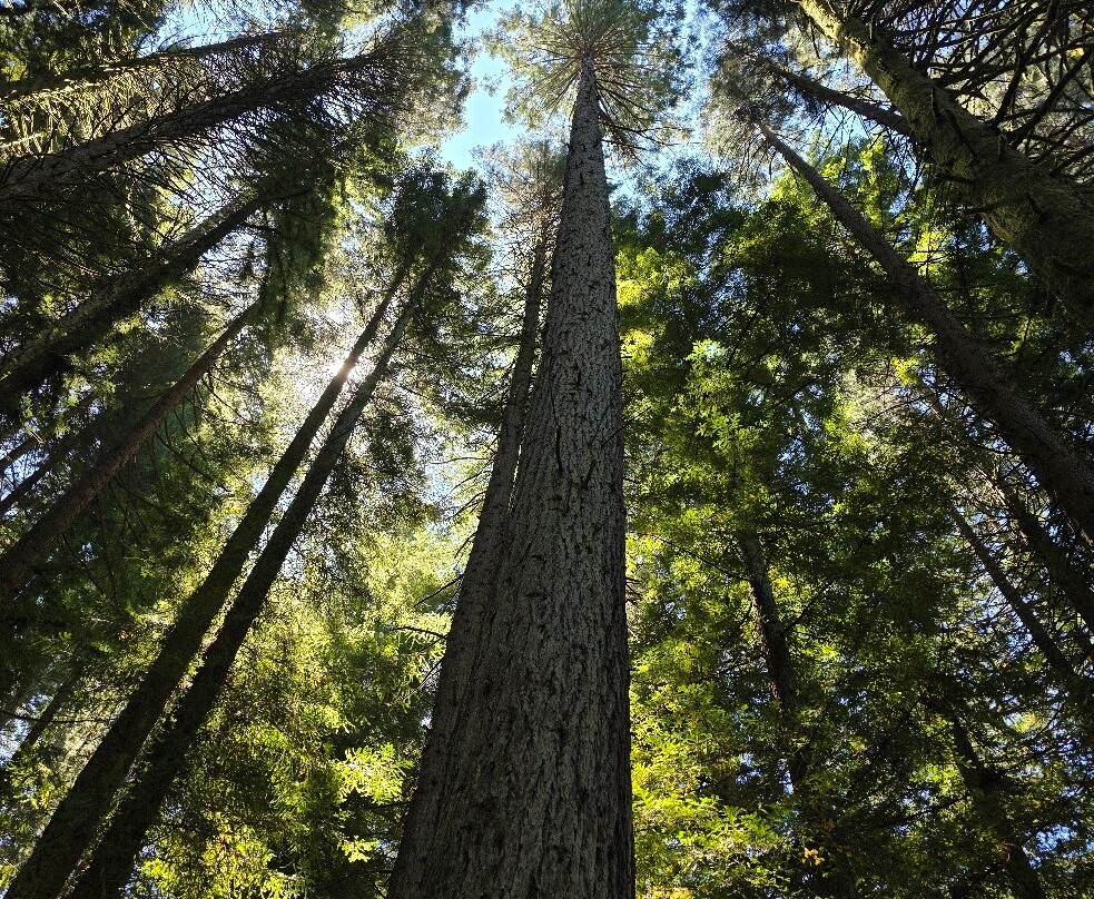 Hoyt Arboretum-波特兰必去景点