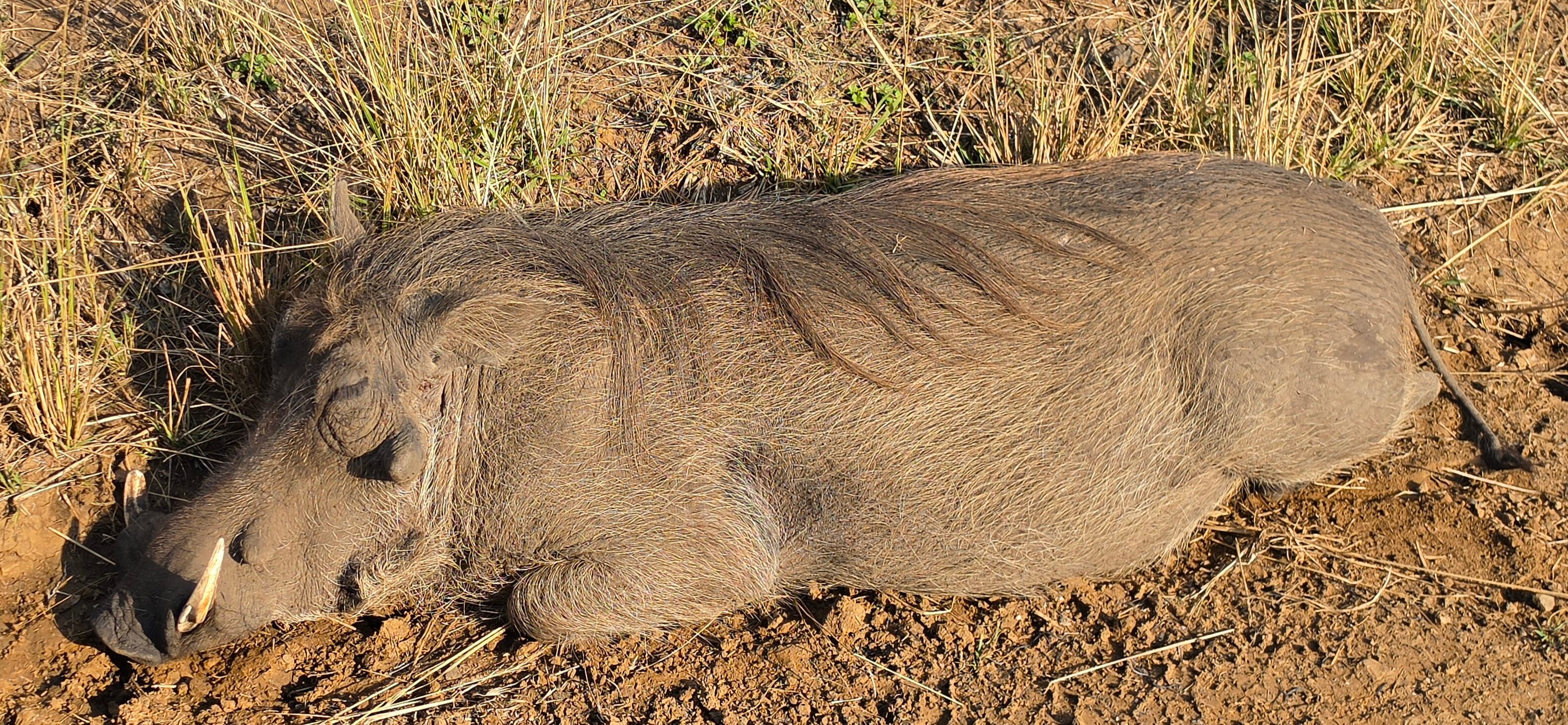Kwalucia Private Safari Retreat-旅行者