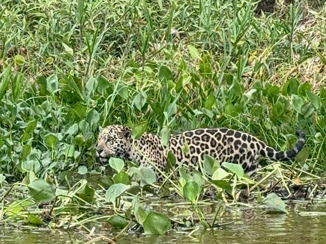 Wetland Jaguar Experience-波科内必去景点