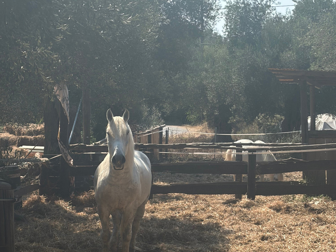 North Corfu Horses-Peritheia必去景点