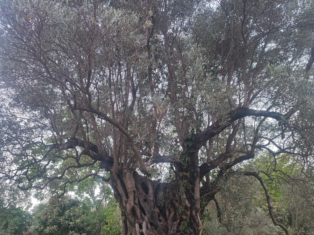 Agriturismo Santacinnara主图