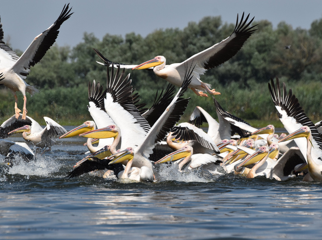 Tours in Delta with John-Crisan必去景点
