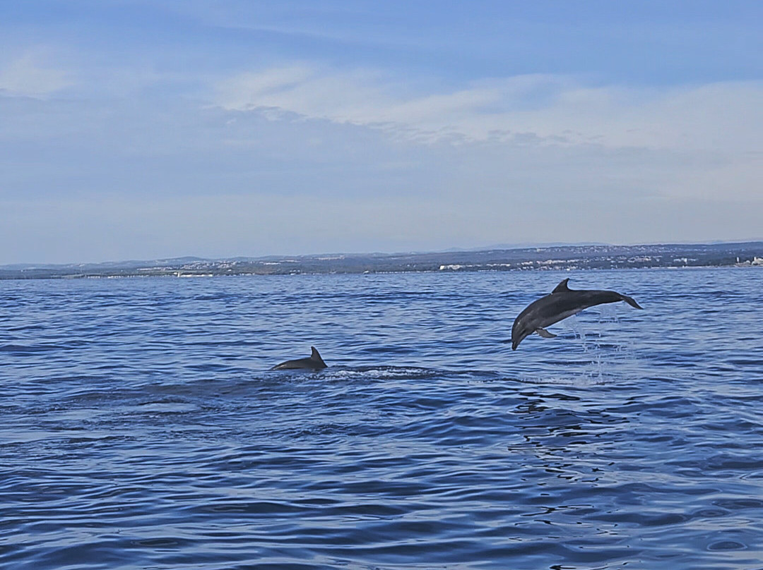 Dolphin Tours Istria-冯塔纳必去景点