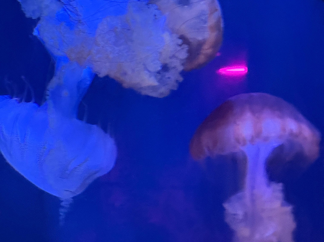 Mystic Aquarium-神秘河必去景点