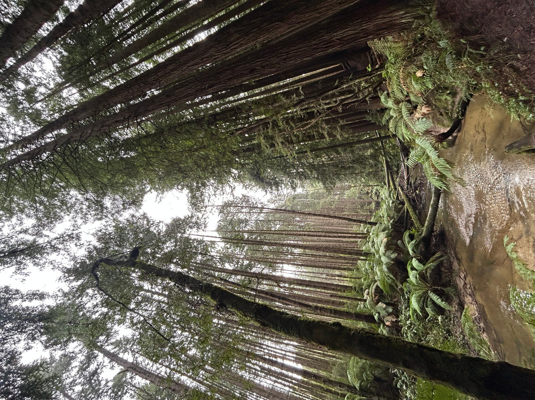The Redwoods-Beech Forest必去景点