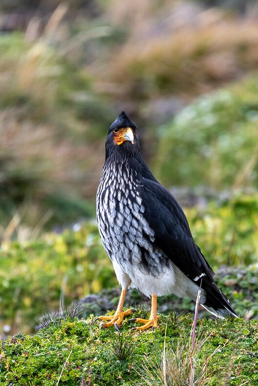 Ecuador Birds Tours-基多必去景点