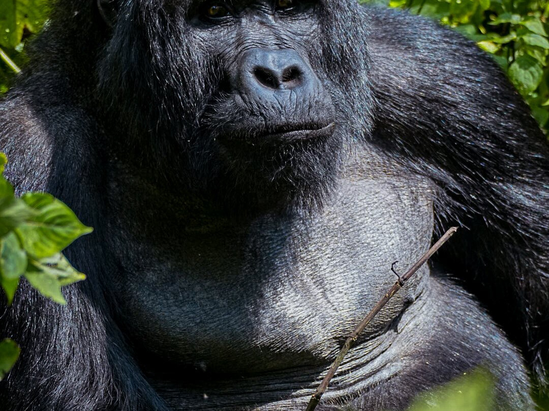 Go Gorilla Trekking-吉佳利必去景点